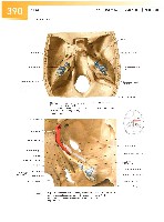 Sobotta Atlas of Human Anatomy  Head,Neck,Upper Limb Volume1 2006, page 397